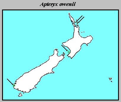 The distribution of Apteryx owenii