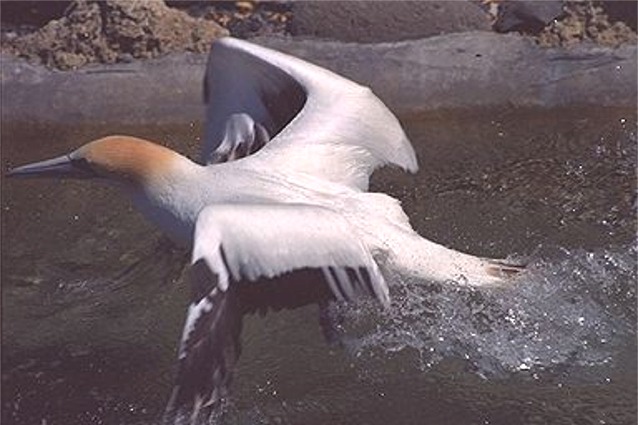 Gannet - New Zealand