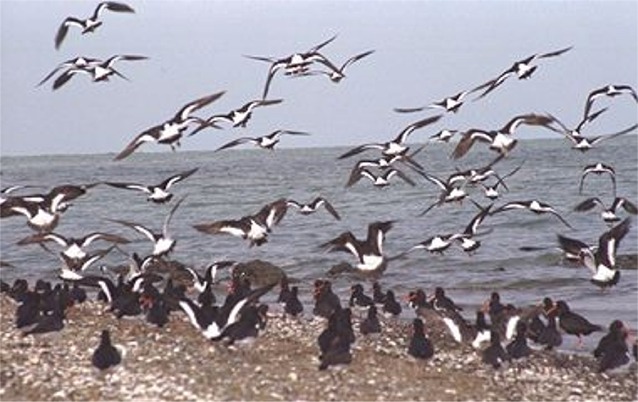 Oystercatchers in Flight - New Zealand
