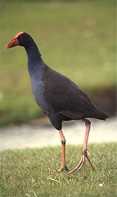 New Zealand Purple Swamphen - Pukeko