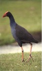 Pukeko Bird - New Zealand