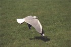 Seagull - New Zealand