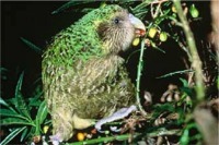 New Zealand Kakapo