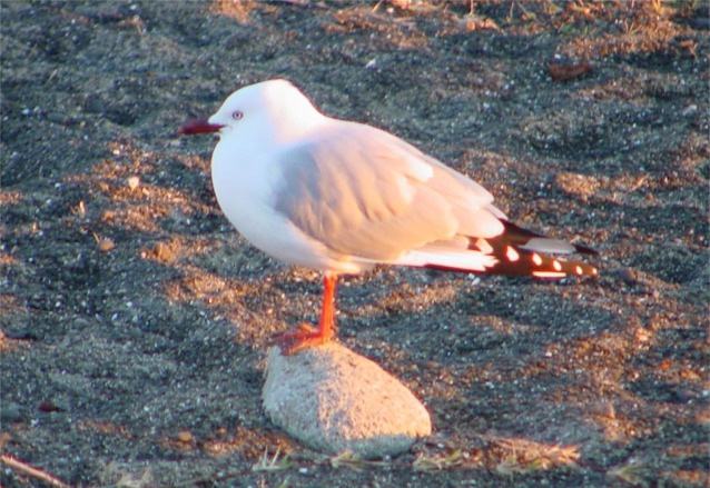 Seagull at Napier New Zealand