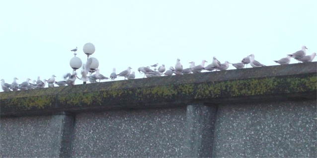 Gulls on the watch, sitting on the wall at Frank Kitts park in Wellington
