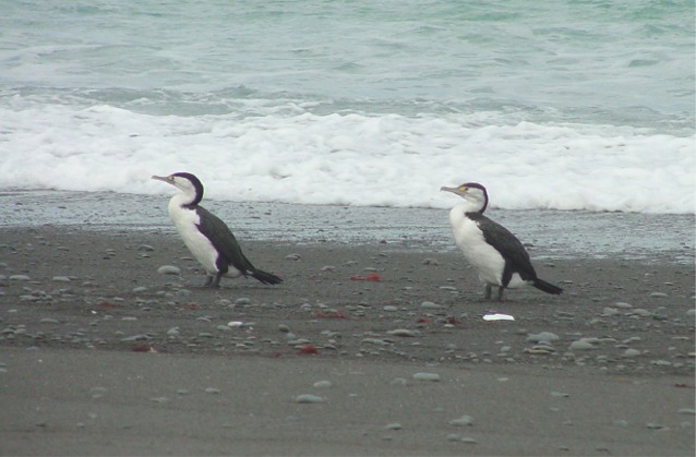 Two Shags (Birds) - Kaikoura, New Zealand