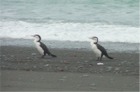 Photograph of Two Shags (Birds) - Kaikoura, New Zealand