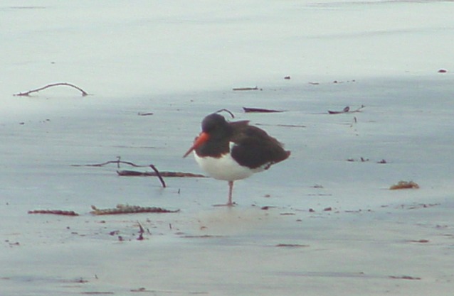 Oystercatcher - South Island of New Zealand