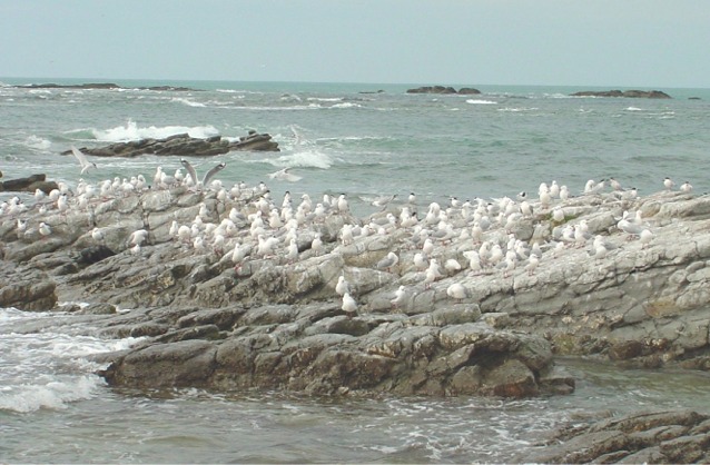 Gulls gathered at the Kaikoura New Zealand Seal Colony