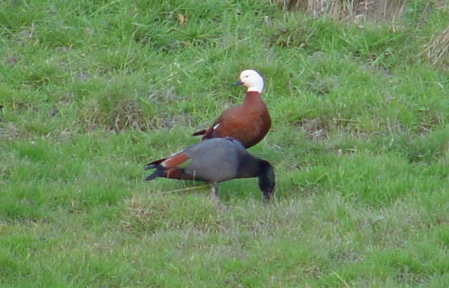 Paradise Shelducks