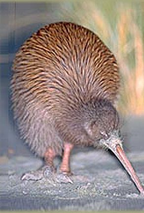 New Zealand Kiwi Bird