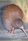 New Zealand Kiwi Bird