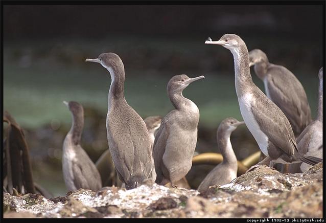 Shags - Otago Peninsula New Zealand