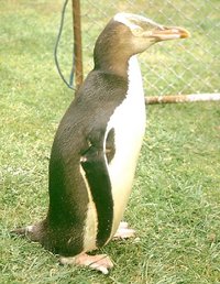 Yellow-Eyed Penguin