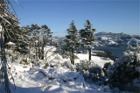 Larnach Castle grounds in the winter