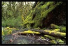 Routeburn Track - South Island of New Zealand