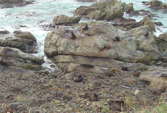 Photograph of the Ohau Fur Seal Colony - Kaikoura, New Zealand