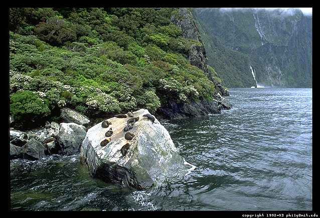 Photograph of a Milford Sound Seal Colony - New Zealand