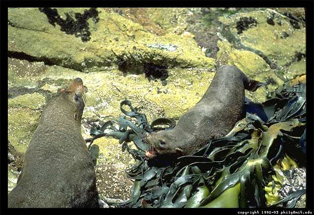 A photograph of two New Zealand seals