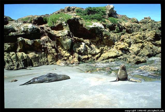 A photograph of two New Zealand seals on a sandy beach