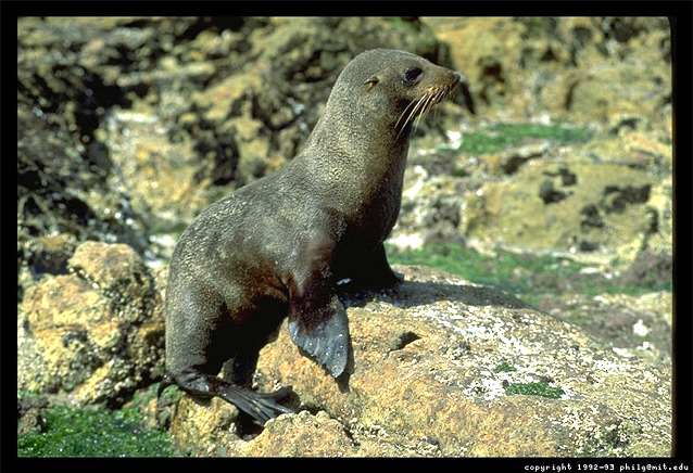 A New Zealand seal photograph.