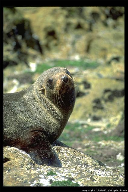 New Zealand seal photograph