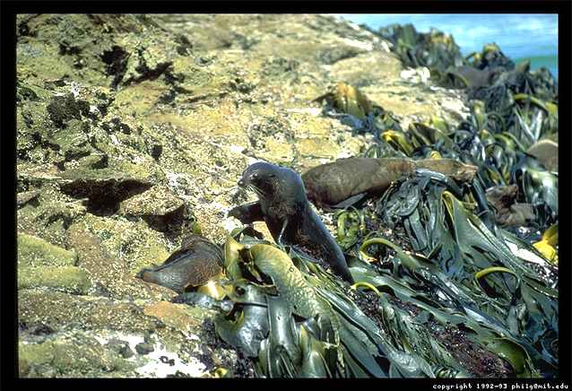 A photograph of several seals on a rocky stretch of New Zealand coast line.