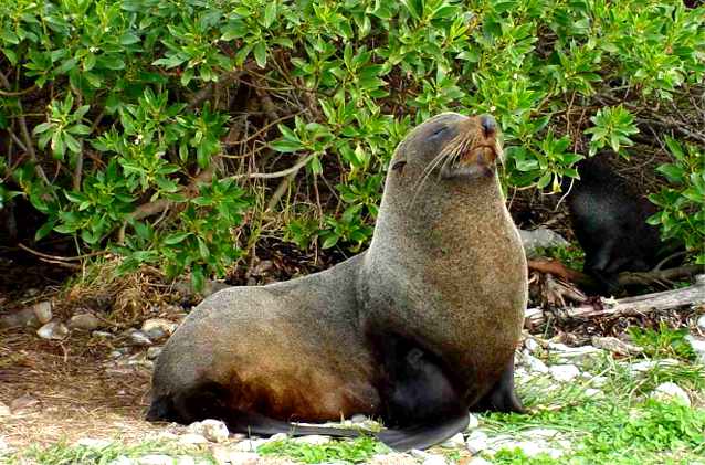 The fur seal is a frequent occupant at the Seal Colony located on the tip of the Kaikoura peninsula.