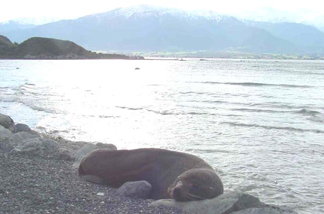 New Zealand fur seal