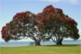 Pohutukawa, Christmas Tree, Cornwallis Beach, Auckland, New Zealand, NZ